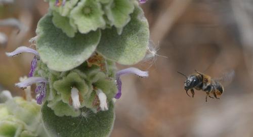 Réf. 233 911 : Osmia aurulenta